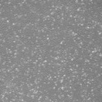 OriCell® ICR小鼠胚胎成纤维细胞（灭活）