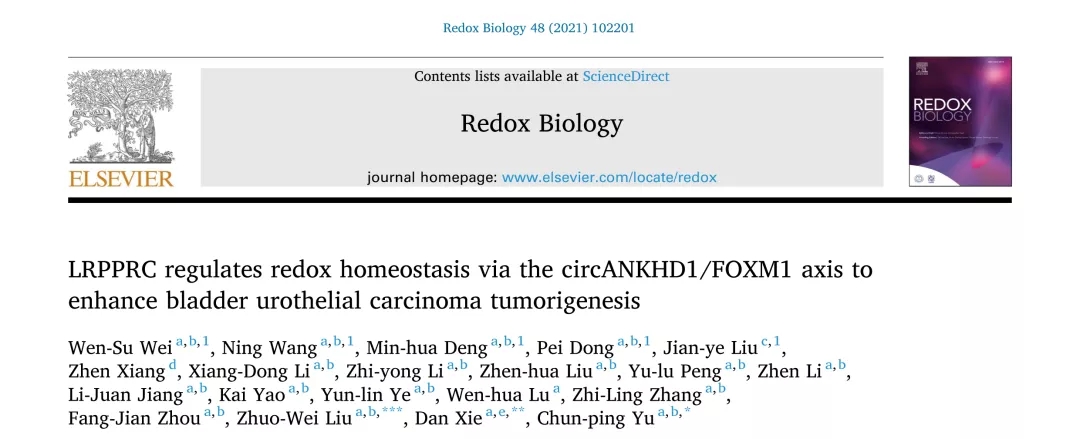 Redox Biol（IF11+）丨LRPPRC通过circANKHD1/FOXM1轴促进UCB的发生