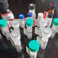 UBXN2B抗原（重组蛋白）