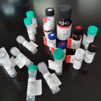 VSX1抗原（重组蛋白）