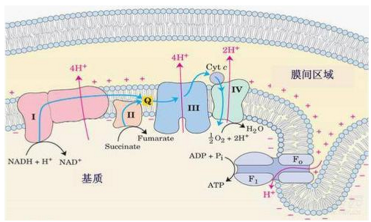 国自然中标热点分析：线粒体掀起新热潮！中标率持续飙升！