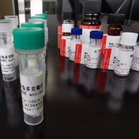 ULK4抗原（重组蛋白）