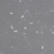 小鼠肾小管上皮细胞TCMK-1