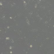 小鼠肾集合管细胞M-1