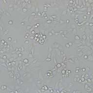 小鼠树突状细胞BMDC