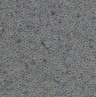 小鼠小胶质细胞EOC20