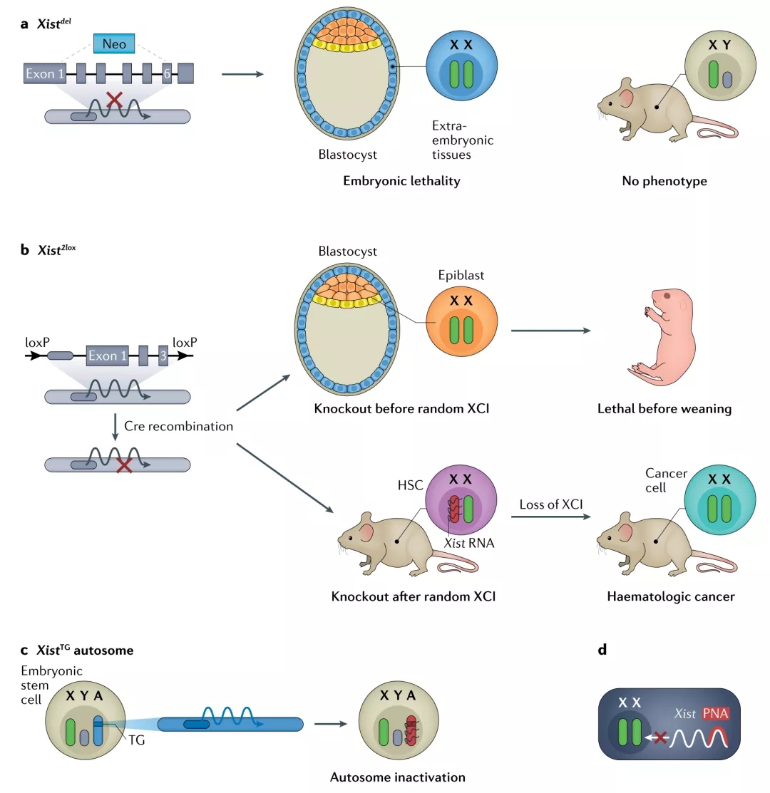 lncRNA新研究进展盘点（20211210）