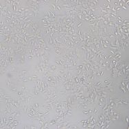 小鼠巨噬细胞J774