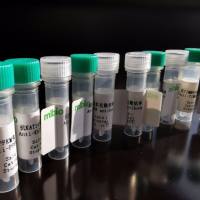 USO1抗原（重组蛋白）