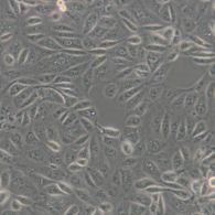 小鼠腹水瘤细胞EAC-E2G8