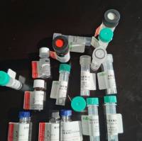 WDR77 抗原（重组蛋白）