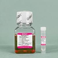 OriCell® 胎儿神经干细胞完全培养基（无血清）
