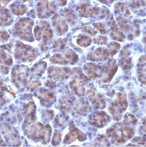 CMV-p65 单克隆小鼠抗体 (CMV100),CF®680R,500ul BNC810100-500