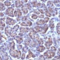 CMV-p65 单克隆小鼠抗体 (CMV101),Purified, with BSA,500ul