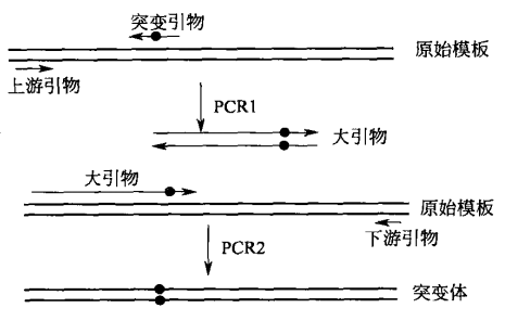 大引物 pcr 构建定点突变序列