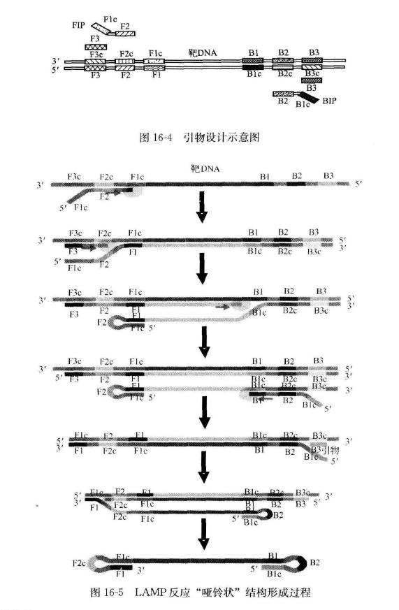 环介导等温扩增技术在动物学中的应用