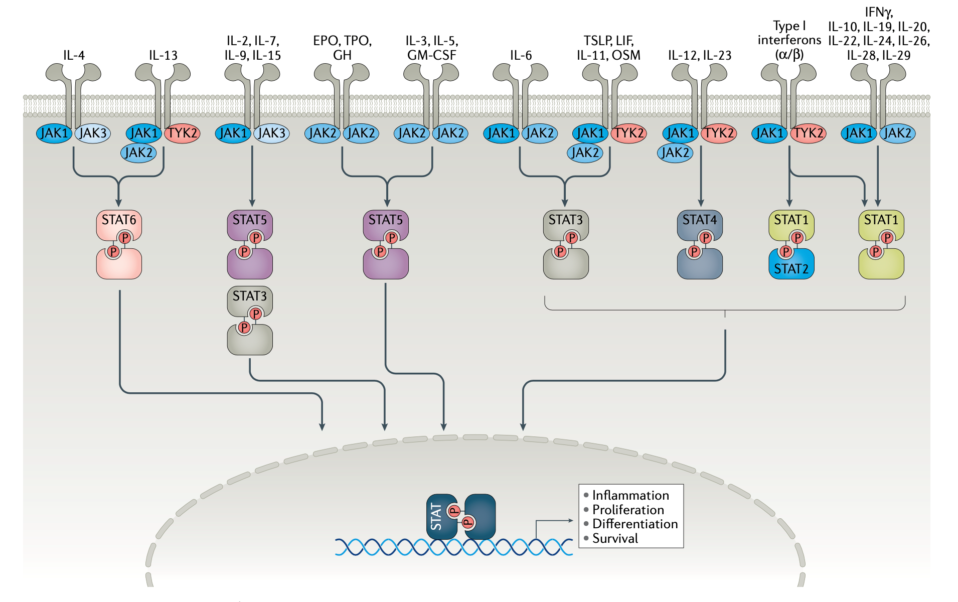 激酶JAKs和MAPKs如何引起炎症？激酶新品上市！
