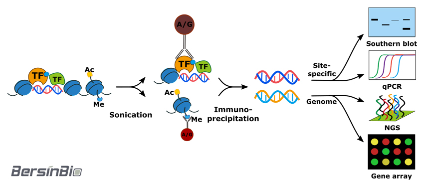 染色质免疫沉淀(ChIP)试剂盒(ChIP kit (植物)
