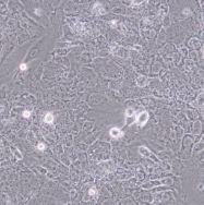 仓鼠卵巢细胞CHO