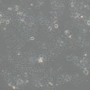 小鼠心房肌细胞HL-1