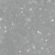 小鼠胚胎成纤维细胞BALB/3T3 clone A31
