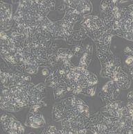 人乳腺导管癌细胞BT-474 [BT474]