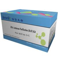 RNA反义纯化技术(RAP)试剂盒（RAP- RNA、protein kit，30T）