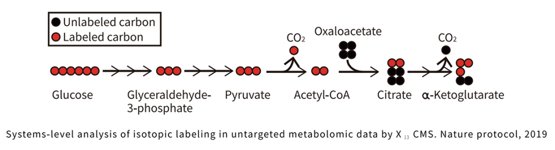 技术介绍 | 非靶标代谢流分析