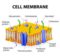 细胞膜结构图.jpg