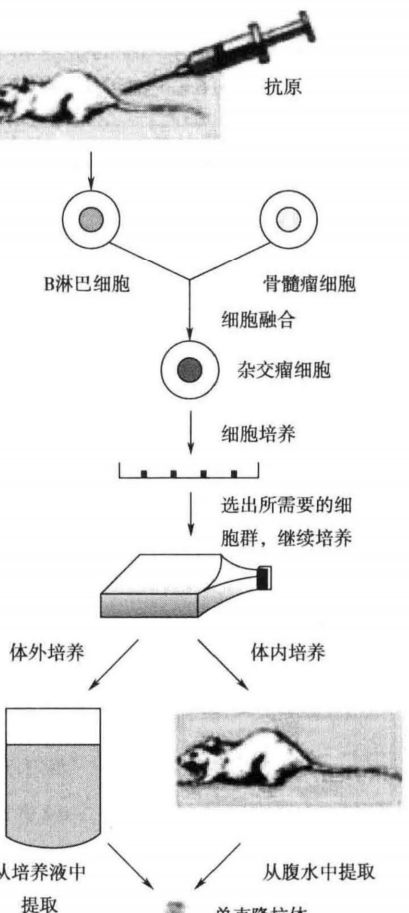 单克隆抗体技术