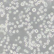 小鼠胚胎成纤维细胞C3H/10T1/2, Clone 8