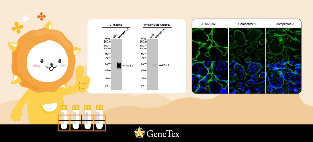 GeneTex 推出高质量 PD-L1 重组抗体