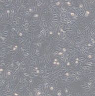 小鼠小胶质瘤细胞BV-2