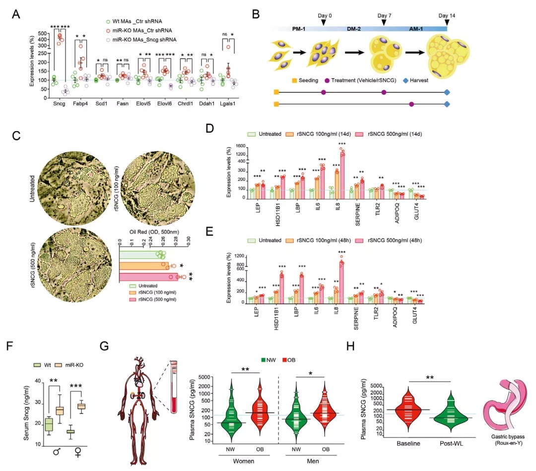 miRNA新研究进展盘点（20211217）