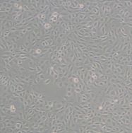 人前列腺癌细胞PC-3
