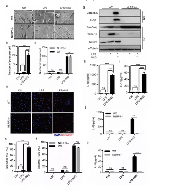五分钟文献解读之《间充质基质细胞通过典型NLRP3 和非典型Caspase-11炎症小体直接促进炎症》