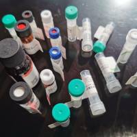 CALR抗原（重组蛋白）