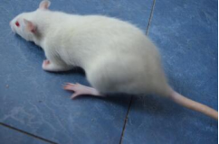 大鼠脑缺血再灌注损伤模型