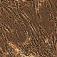 胃黏膜成纤维细胞