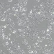 小鼠视网膜神经节细胞株RGC-5