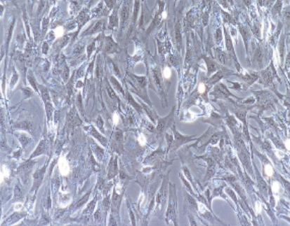 小肠平滑肌细胞