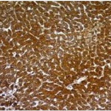 HIV p24单克隆小鼠抗体 (p24/661),CF®555,500ul BNC550661-500