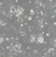 人外周血嗜碱性白血病细胞KU812