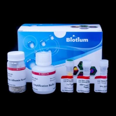 酪酰胺扩增试剂盒，含HRP山羊抗兔抗体和 CF®680R 酪酰胺 33016