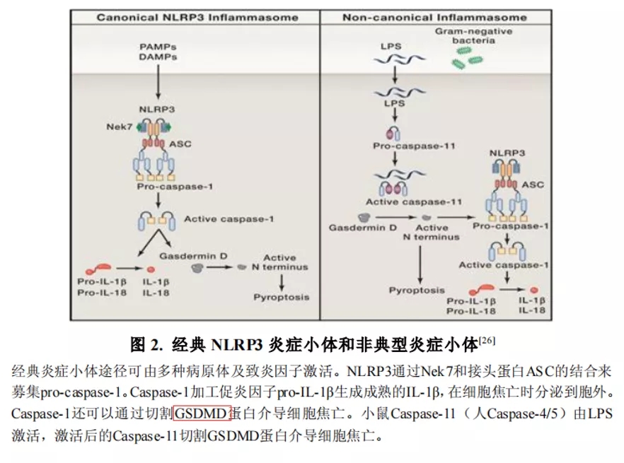 五分钟文献解读之《间充质基质细胞通过典型NLRP3 和非典型Caspase-11炎症小体直接促进炎症》