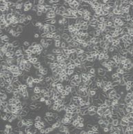 小鼠骨髓基质细胞OP9