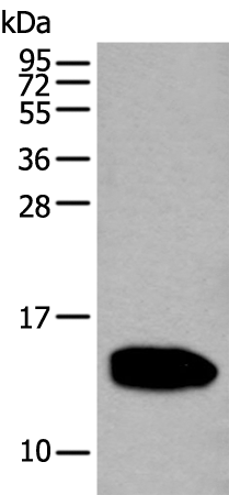 兔抗REG1A多克隆抗体