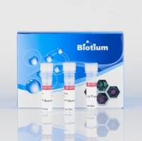 Mix-n-Stain™ Maxi 抗体标记试剂盒, 1 mg Labeling CF®555,Ex/Em 555/565 nm,1mg labeling 92406