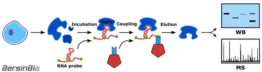 RNA pulldown试剂盒（RNA pulldown K