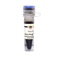 BeyoMag™ Protein A+G磁珠